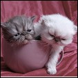 SmoChoc Persians