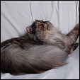SmoChoc Persians