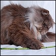 SmoChoc Persians