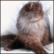 SmoChoc Persians