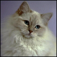S*Silvertrasan Ragdoll