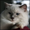 Starring Ragdolls