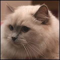 Starring Ragdolls