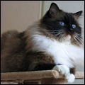 Starring Ragdolls