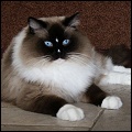 Starring Ragdolls