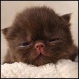 Sweet Petunias kittens