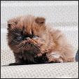 Sweet Petunias kittens