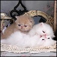 Sweet Petunias kittens