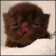 Sweet Petunias kittens