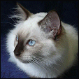 Von Imp Ragdolls