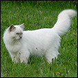 Von Imp Ragdolls