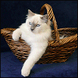 Von Imp Ragdolls