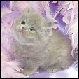 Wonderfluf Persian & Himalayan Kittens