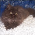 Wonderfluf Persian & Himalayan Kittens