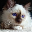 Cats from Xindi Birman Cattery