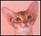 Abyssinian breeders