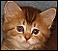 American Bobtail breeders