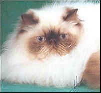 Chocolate point himalayan from New Destiny cattery