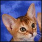 Click to visit Aksum Abyssinian kittens