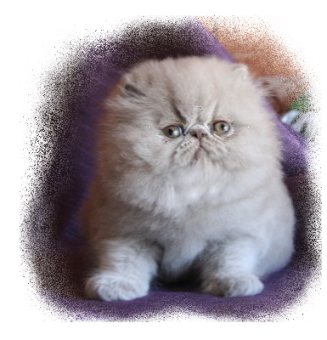 Click here to go to Alfenloch Cattery listing