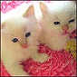 angelgirls