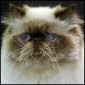 Click to visit Archadtz kittens