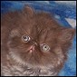 Click to visit Daycara Kittens