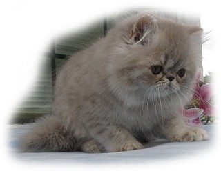 LilacTabby Persian kitten from Dreamhimi cattery
