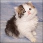 Click here to visit EchoLake Persian kittens