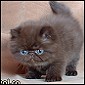 Click to visit Felival Kittens