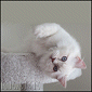 Click to visit Keane Ragdoll  kittens