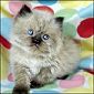 Click here to visit Meow House Cattery Himalayan Kittens