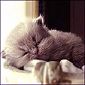 Click here to visit Meow House Cattery  Persian Kittens