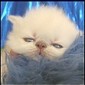 Click here to visit Show Felines Cattery Himalayan Kittens