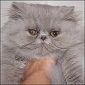 Click here to visit Chamagoura Cattery Persian Kittens