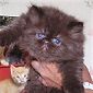 Click here to visit Purrfect Purrsians Cattery Persian Kittens