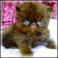 Click here to visit Show Felines Cattery  Persian Kittens