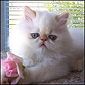 Click here to visit Kittytales Kittens