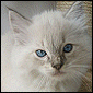 Click to visit Kiwimagic Ragdoll kittens