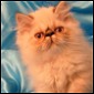 Click to visit Little Raskals kittens