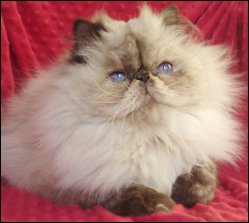 Chocolate Tortie Point Himalayan kitten from Meowhouse Cattery, click to visit their website