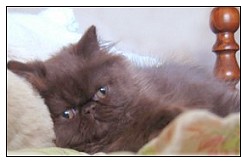 Chocolate persian from Scaatycats Cattery.  Click the photo to visit Scaatycats  website.
