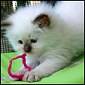 Click to visit S*Evenstar's Ragdolls
