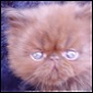 Click here to visit Silver Palm Kittens