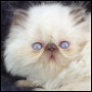 Click here to visit Silver Palm kittens