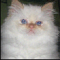 Click to visit Sweet Petunia kittens