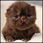 Click to visit Sweet Petunia kittens