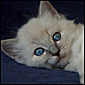 Click to visit Vonimp ragdoll kittens
