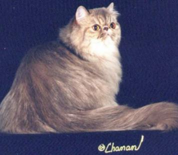 Jennifer McAvoy, DVM - Emptynest Cattery,  Lilac Persian