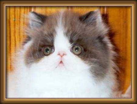 Lilacandco Cattery Chocolate and white bicolor persian